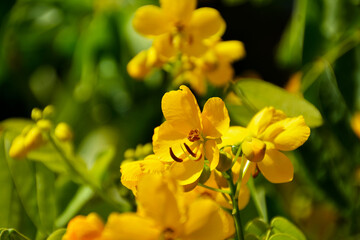 goldgelbe Bl&uuml;ten und Knospen von Cassia Senna, Pflanze im Botanischen Garten in G&uuml;tersloh, Gelbe Cassia-Blume