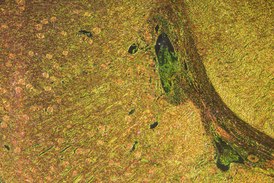 Kidney of animal rabbit