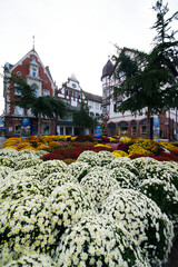 Lahr, »Chrysanthema«: Blumenfestival von Mitte Oktober bis Anfang November: Slogan: »Die Stadt,...