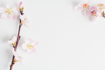 Cherry Blossoms