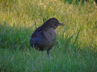 blackbird on the grass