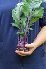 Hand holding kohlrabi