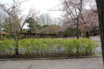 Green shrubs and sidewalk in the park