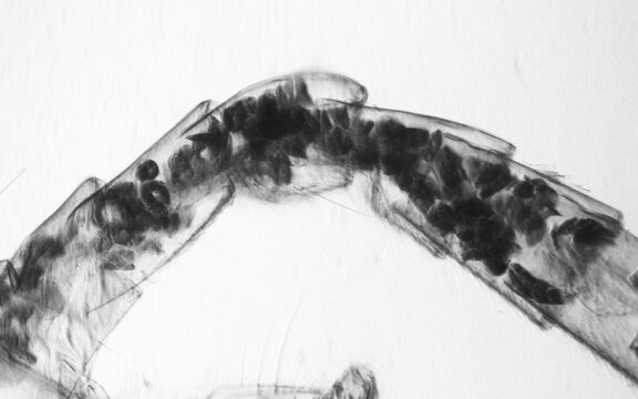 Male mosquito abdomen