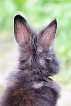 Portrait of a cute bunny