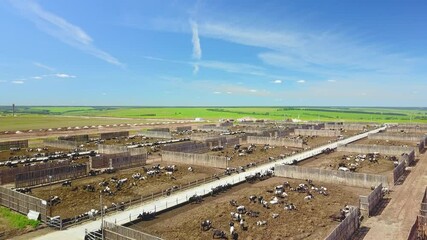 Stable with cows, cowshed, territory with fence, aerial shot