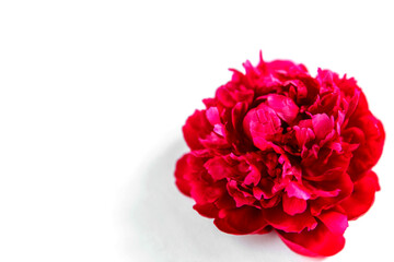Red peony on a white background. Floral holiday concept. Banner, isolated, greeting card, invitation.