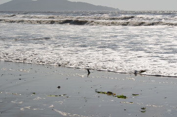 The restless sea or the sea after a storm. Waves and windy weather no people