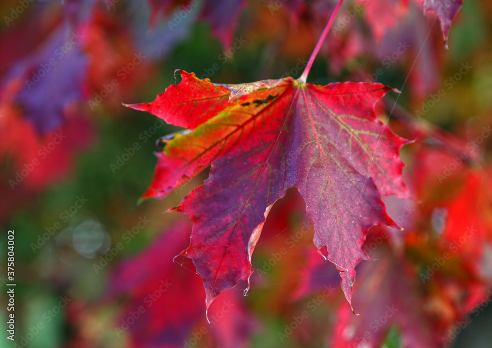 Wall mural colorful autumn foliage in bright red colors showing the fall season coming.