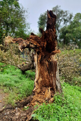 A dry tree broken during a hurricane.