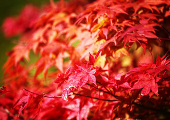 Colorful autumn foliage in bright red colors showing the fall season coming.