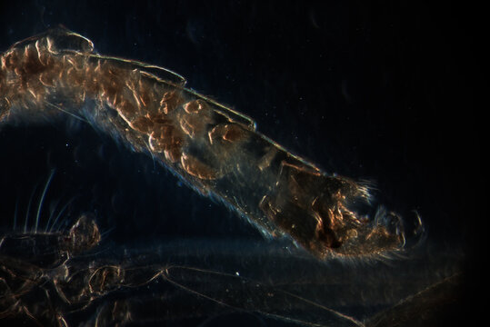 Male mosquito abdomen
