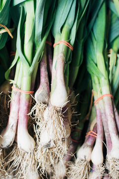 Green garlic