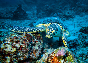 Obraz na płótnie Canvas Sea turtle on the background of corals at the bottom in the Indian ocean