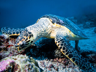 Sea turtle on the background of corals at the bottom in the Indian ocean