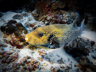 Puffer fish at the bottom of the Indian ocean
