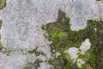 Abstract old cement wall background, algea growing on the wall, outdoor day light