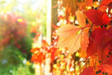 Naklejka na ściany i meble Beautiful autumn background. The sun's rays Shine through the Brightly colored leaves of maiden grapes.