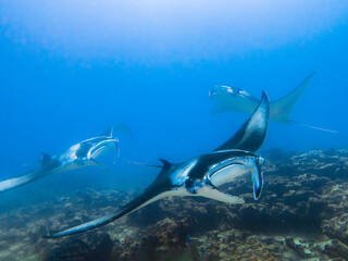 Manta rays in blue water on the background of the bottom in the Indian ocean