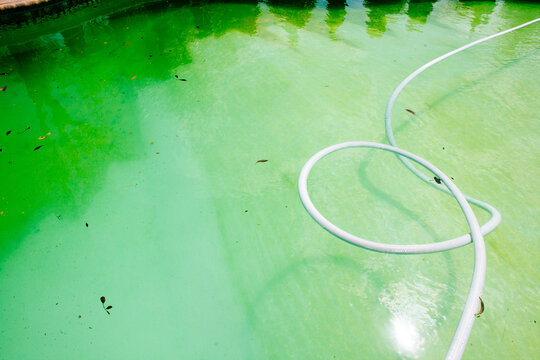 A swimming pool infested with green algae and slime.