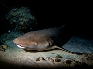 Nurse Shark rests at night on the sand at the bottom of the Indian ocean