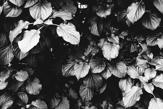 Close up of leaves in black and white.