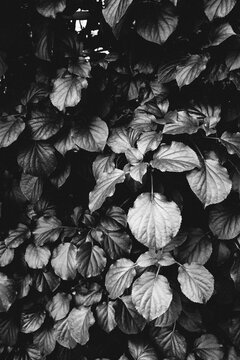 Close up of leaves in black and white.