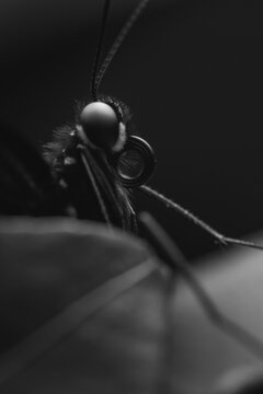 butterfly macro