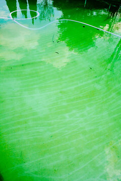 A swimming pool infested with green algae and slime.