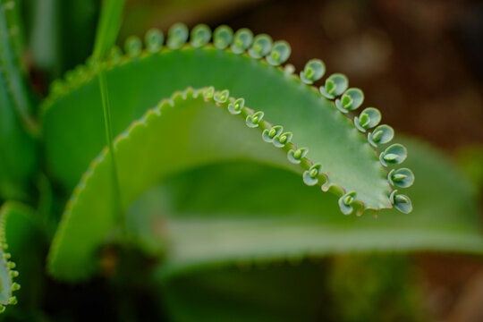 Kalanchoe pinnata
