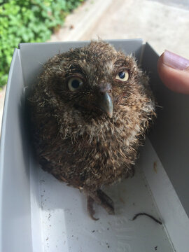 Baby Owlet Looking At The Camera