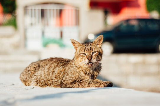 A cat laying on the dock