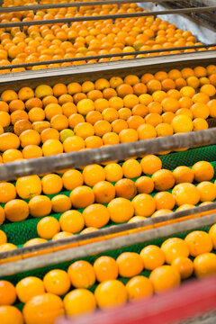 Orange factory