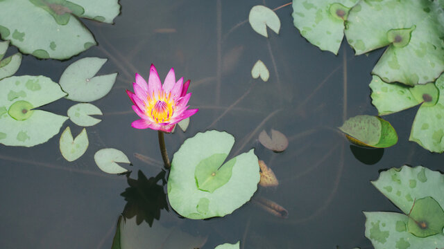 A lone lotus flower amidst water lily pads in a small pond