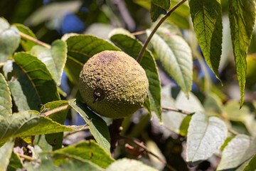 Almost ripe fruit of the Black Walnut tree (Latin Juglans nigra)