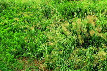 Obraz premium セイバンモロコシとセイダカアワダチソウ茂る土手風景