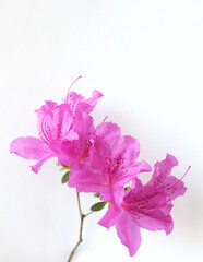 Obraz na płótnie Canvas Pink azaleas flowers isolated on white background . Royal azalea blossom .