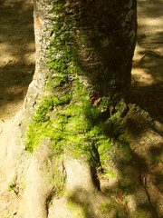 木漏れ日の中の晩夏の公園の欅