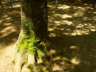 木漏れ日の中の晩夏の公園の欅