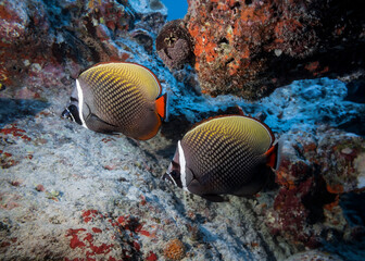 Fototapeta na wymiar Colorful image of couple of Collared Butterflyfish at the bottom of the Indian ocean
