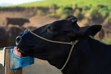 塩をなめる牛の横顔