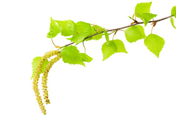 Birch leaf isolated on a white background