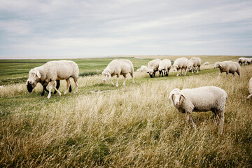 Eine Herde Schafeläuft über den Grad eines Deichs in der Nähe von Pilsum, Ostfriesland