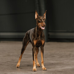 Doberman is on the podium. Doberman in an urban setting. Full-length Doberman portrait. A brown dog...