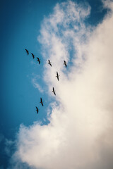 Wildgänse fliegen in V-Formation vor dramatischer Wolkenkulisse