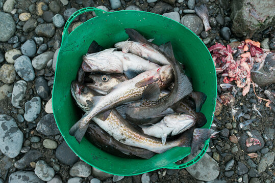 fresh caught cod in a green bucket