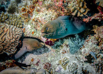Two Moray eels at the bottom in the Indian ocean