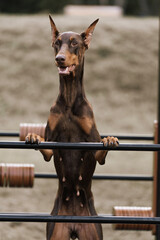 Doberman portrait. Doberman on the training ground. Doberman pinscher brown. Close-up portrait of a...