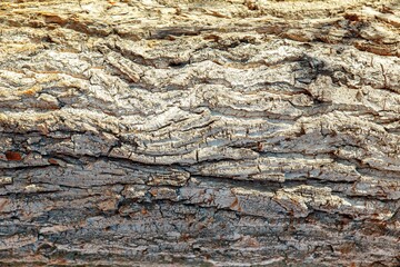 The bark of an old tree. Brown wood texture.