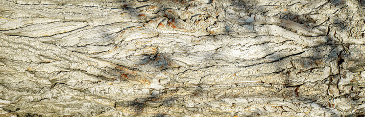 The bark of an old tree. Brown wood texture. Long banner.